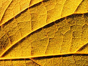 Yellow leaf