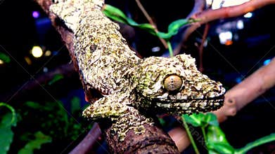 Mossy leaf-tailed gecko Uroplatus sikorae, lizard with camouflage color on a tree branch