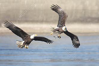 Bald Eagles (haliaeetus leucocephalus)