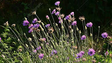 Blooming everlasting plant immortelle, Xeranthemum annuum