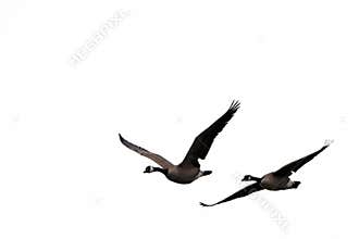 Flying birds for windows