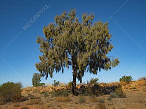 Desert Oak growing on outback Australia sand dune