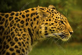 Amur Leopard