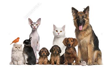Group of pets