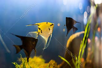 aquarium colourfull fishes in dark deep blue water