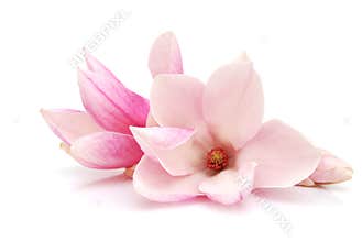 Magnolia