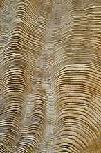 Detail of wood structure