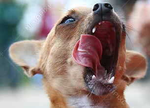 Funny dog licking face