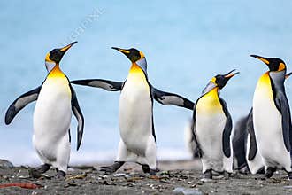Juvenile king penguins communicate with each other - Aptendytes patagonica - four penguins together on beach in South Georgia