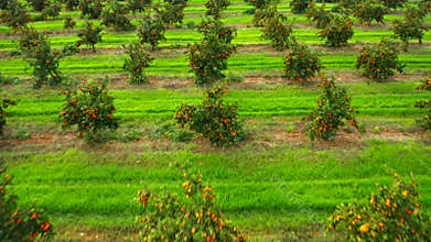 Garden plant fruit fresh sun summer spring citrus juice aerial