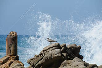 Sand Piper Waves breaking on rocks