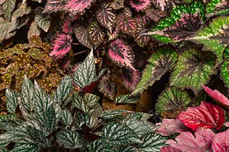 Begonia Rex Leaf Top View Background. Garden Begonia-rex Leaves And Branch Background, Top View