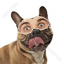 Contemporary art collage of dog with male eye element isolated over white background. Cheerful emotion