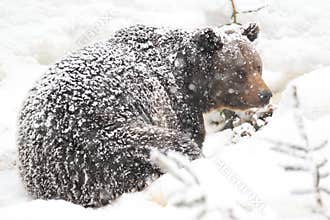 Snowy brown bear