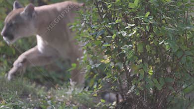 Beautiful Puma in autumn forest. American cougar - mountain lion. Wild cat walks in the forest, scene in the woods