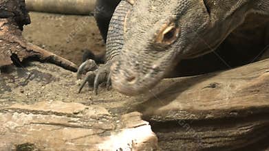 Komodo dragon from Australia