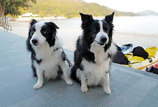 Two lovely black and white mammal animal dog border collie, lying near the beach