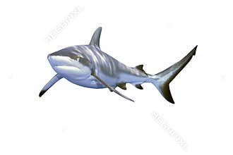 Grey Reef Shark