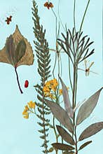 Artistic herbarium, dry plants on paper, aesthetic artistic botanical collection