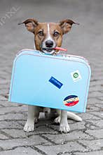Dog with a blue bag