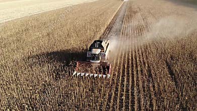 Dried sunflowers field at harvest time. A large harvester works in a field of sunflowers, cutting ripe ones