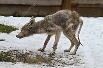Mangy Scrawny Coyote III - Canis latrans - Sarcoptes scabiei