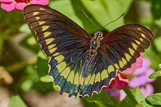 The gold rim  butterfly, battus polydamas, tailless swallowtail butterfly with open wings on pink Zinnia flower.