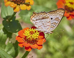 White peacock butterfly, Anartia Jatrophae, on a deep pink Zinnia flower with great background blur.