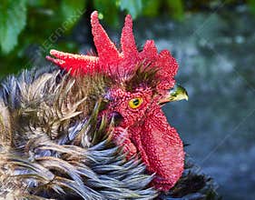 Red Rooster as seen on a Butterfly farm near Orlando Florida