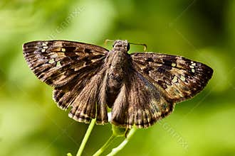 Duskywing, perhaps Wild Indigo Duskywing Butterfly - Erynnis baptisiae or Erynnis horatius,Â Horace's Duskywing