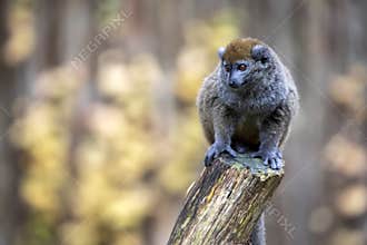 Lac Alaotra bamboo lemur