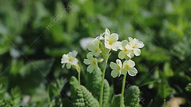 Wild wildflowers in the wind in the highlands.