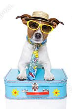 Funny dog as a tourist