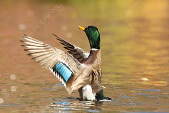Drake Mallard Duck Shakes off Water off it`s Wings in Fall