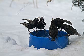 A gathering of European Starlings drinking like a bunch of sloppy sailors on shore-leave - Sturnus vulgaris