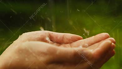 Rain.Shower.Raindrops in the palms close-up.Hands in the rain in a summer green garden.Slow motion. Summer rain. Rainy