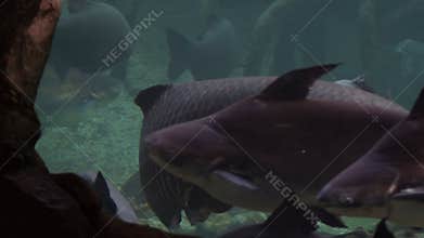 Sturgeon and other fishes in a aquarium
