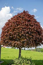 Beech tree, red hanging beech, Red weeping beech