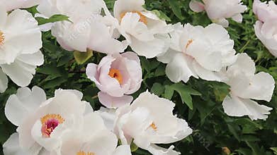 Paeonia suffruticosa white flowers. Landscaping of parks and gardens