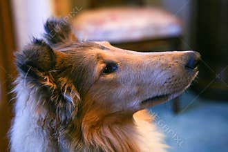 Rough Collie also known as the Long-Haired Collie