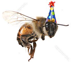 Honey bee on White Background With Birthday Hat