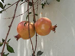 Big pomegranate fruit on the green tree .pomegranate juice health benefits