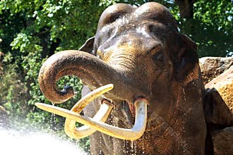 Showering elephant