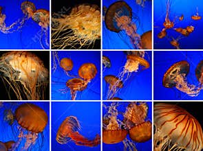 Jellyfish collage