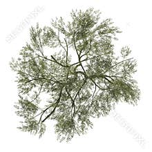 Top view of Plant  Acacias 1 Tree png illustration vector