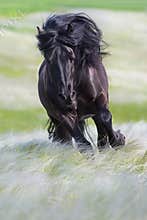Draft horse with long mane