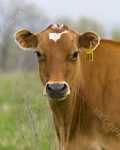Dairy Cow