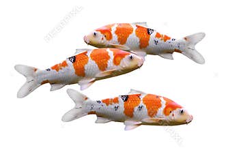 Carp fish isolated on white background