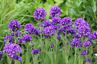 Large group of flowering clustered bellflower or Campanula glomerata plants on flowerbed in garden