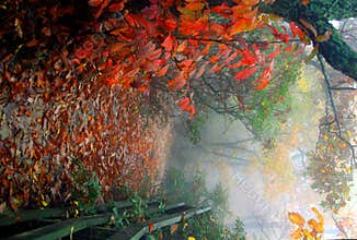Fall walk